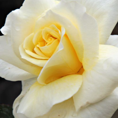 Comanda trandafiri online - Galben - trandafir pentru straturi Floribunda - trandafir cu parfum intens - Rosa Diana® - Mathias Tantau, Jr. - Trandafir pentru straturi care înflorește devreme grupat şi foarte bogat.